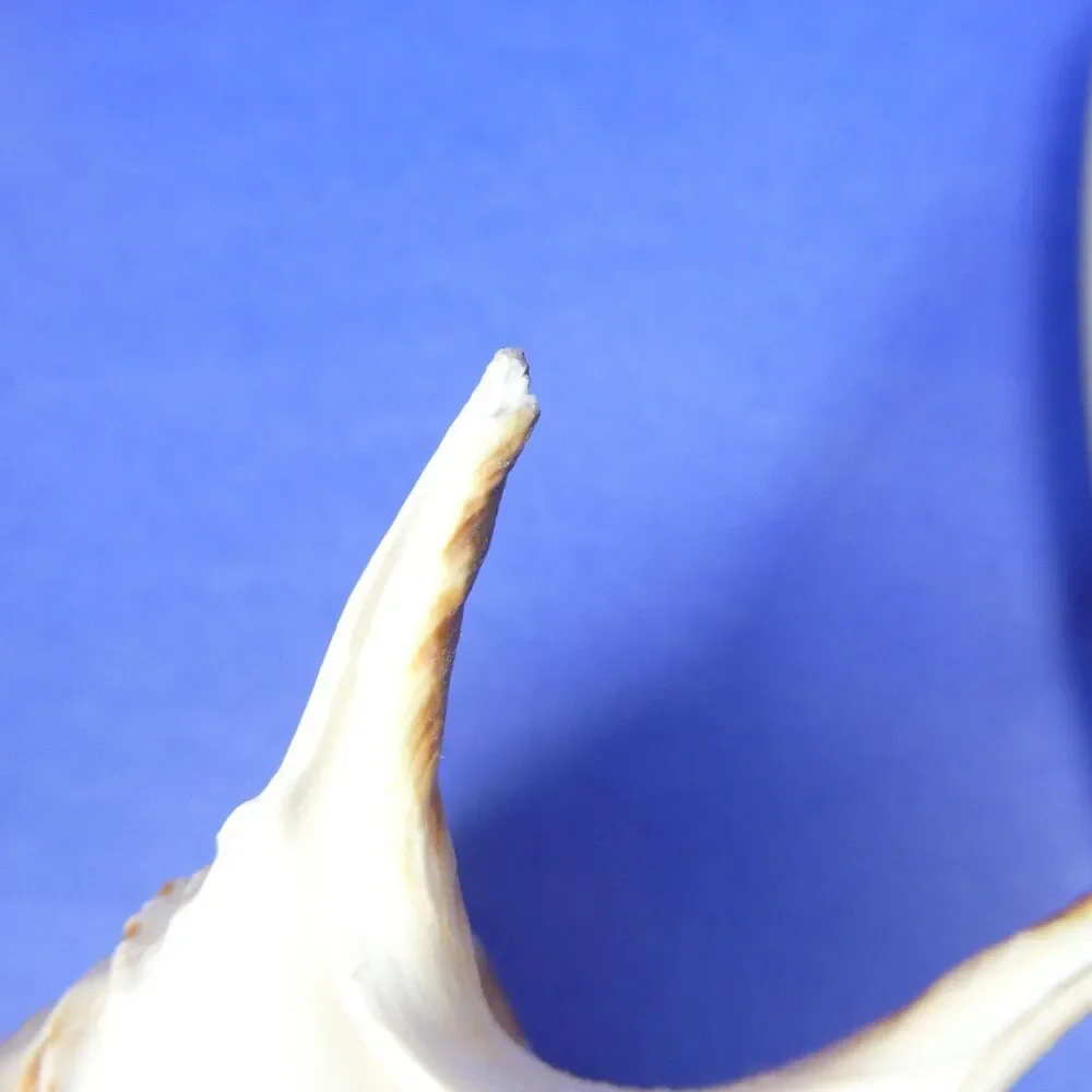 Lambis Shell Seashell 5.5